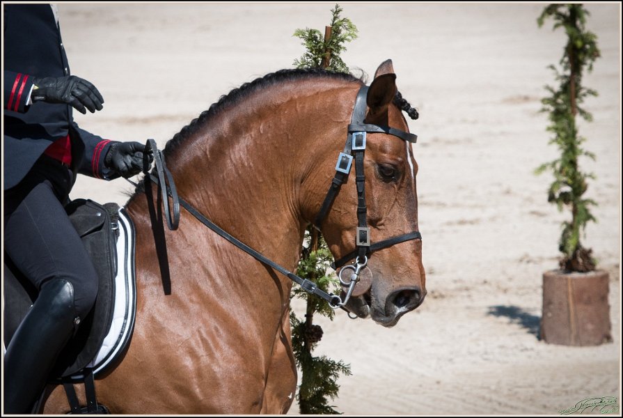 Pferd International 079